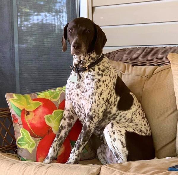 /images/uploads/southeast german shorthaired pointer rescue/segspcalendarcontest2021/entries/21753thumb.jpg